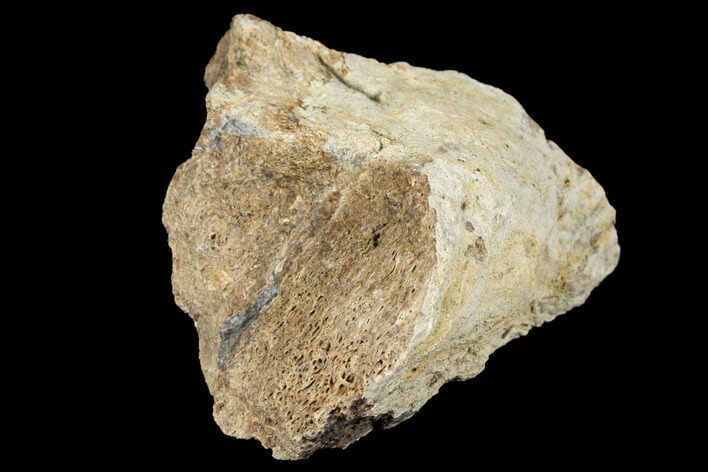 Fossil Triceratops Skull Section - North Dakota #117337